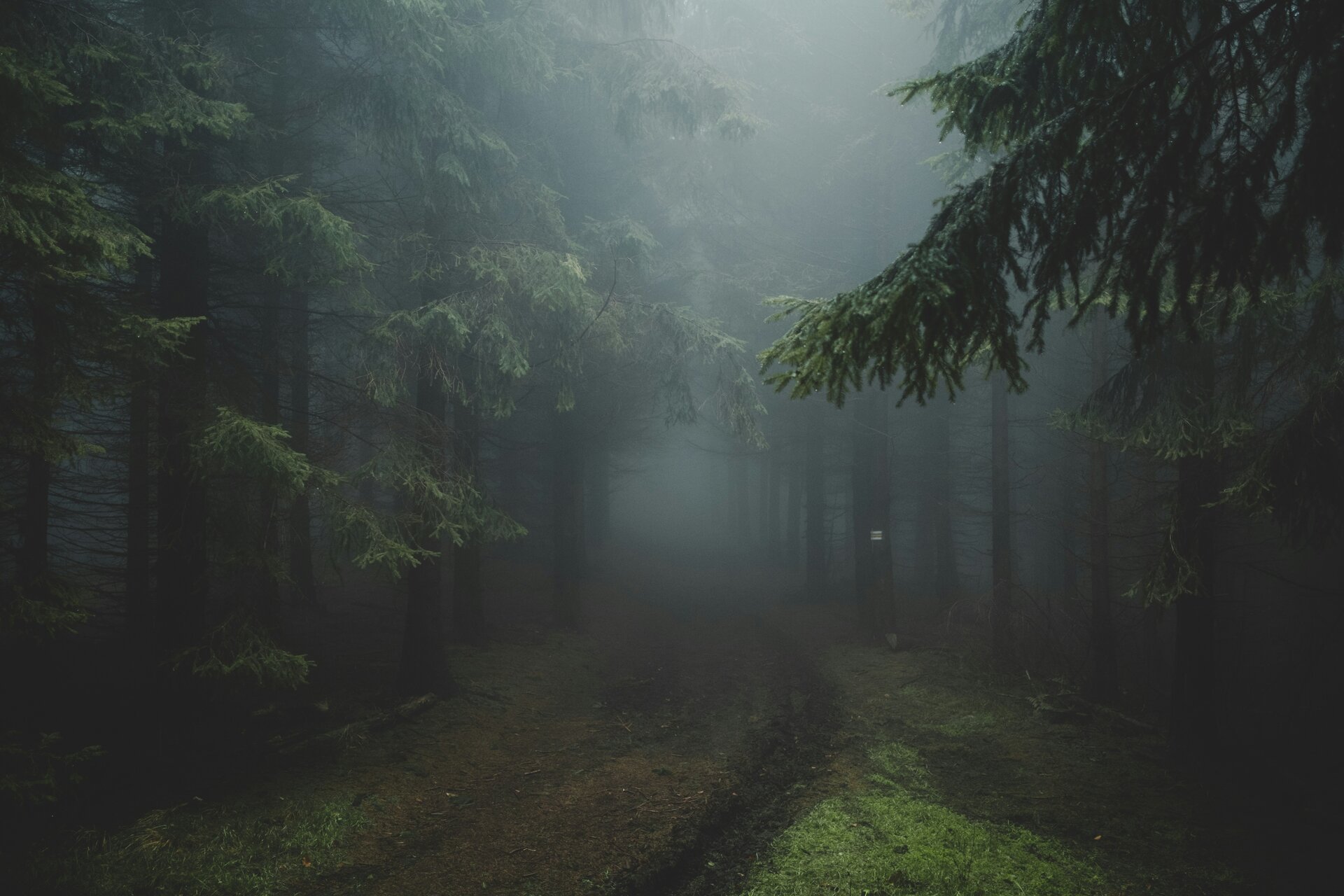 Misty forest path with dark trees and fog