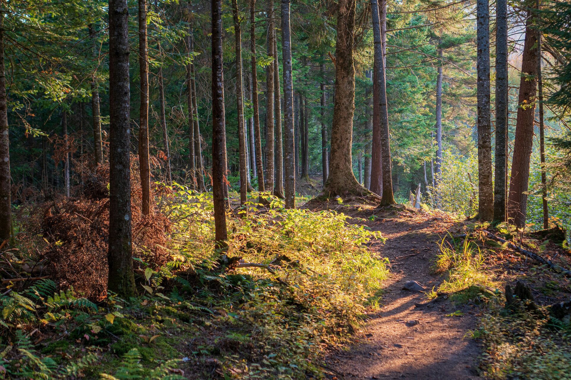 Sunlit forest path